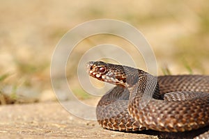 Female common crossed adder close-up