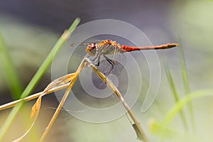 Female Common Darter Dragonfly in British Summer