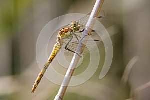 Female Common Darter (Sympetrum striolatum)