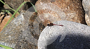 A female common dragonfly resting on a rock