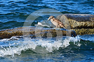 Female Common eider