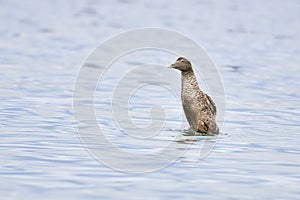 Female Common eider