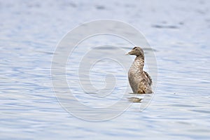 Female Common eider