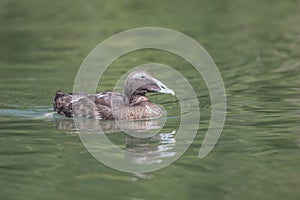 Female Common Eider duck Somateria mollissima