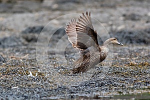 Female Common Eider Duck takes off near the coast of Maine on a summer morning