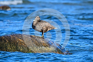 Female Common eider