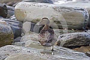 Female Common Eider, Somateria mollissima