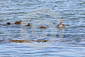 Female common eider, Somateria mollissima, with four ducklings