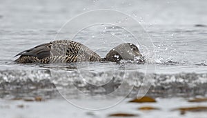 female common eider somateria mollissima about to dive in the sea surf