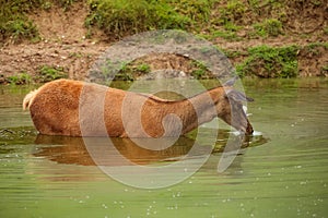 Female common fallow deer Dama dama standing in the water and drinking carefully photo
