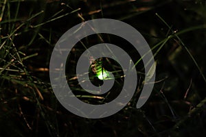 Female common glow-worm on blade of grass