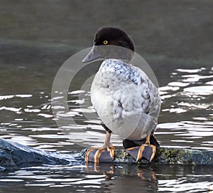 Female Common Goldeneye Duck