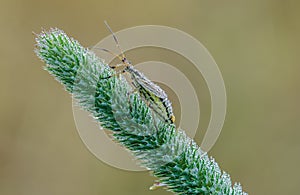 Female common grass bug on bent in field