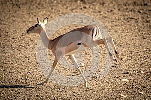 Female common impala canters over gravel pan