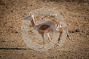 Female common impala trots over gravel pan