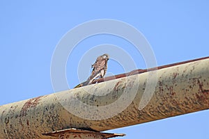 A female common kestrel (Falco tinnunculus)