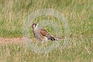 Female Common Kestrel (Falco tinnunculus) on the ground