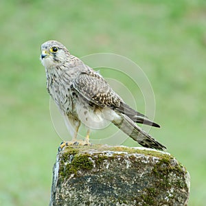 Female Common Kestrel (Falco tinnunculus), standing on the rock, soft focus.