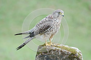 Female Common Kestrel (Falco tinnunculus), standing on the rock, soft focus.