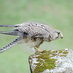 female Common Kestrel (Falco tinnunculus), standing on the rock, soft focus. eating warm.