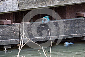 Female common kingfisher alcedo atthis in flight in urban town that is quieter due to Covid 19