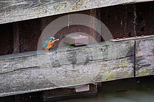 Female common kingfisher alcedo atthis perched on wooden boarding with fish in beak in urban town that is quieter due to Covid