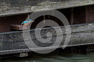 Female common kingfisher alcedo atthis about to take to flight in urban town that is quieter due to Covid 19