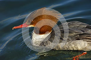 Female Common Merganser photo