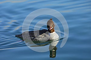 Female Common Merganser photo