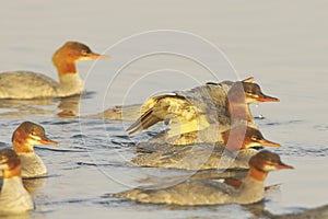 Female Common merganser