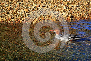 Female Common Merganser Merced River