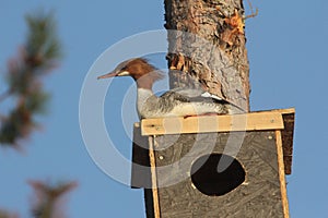 Female Common Merganser Mergus Merganser