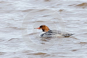 Female Common merganser