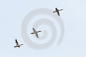 Female Common merganser