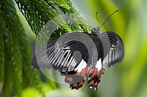 Female common mormon butterfly