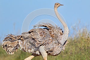 Female Common Ostrich Portrait