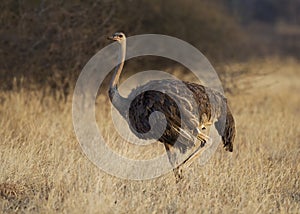 Female common ostrich Struthio camelus