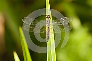 Female Common Parasol Dragonfly Neurothemis Fluctuans