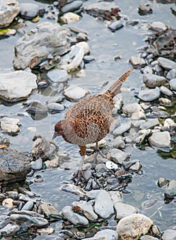 Female Common pheasant or Phasianus colchicus