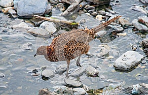 Female Common pheasant or Phasianus colchicus