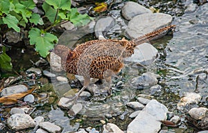 Female Common pheasant or Phasianus colchicus photo