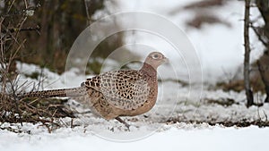 Female Common Pheasant Phasianus colchicus in the wild