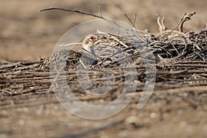 A female of common pheasants hides among the dry branches of a tree.