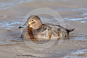 Female Common Pochard - Aythya ferina at rest on water.