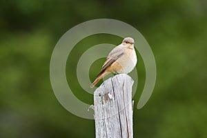 Female  common redstart