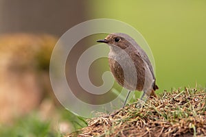 Female Common redstart in the forest