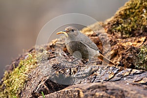 Female Common redstart with a tenebrium in its beak