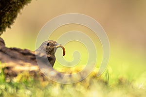 Female Common redstart with a tenebrium in its beak