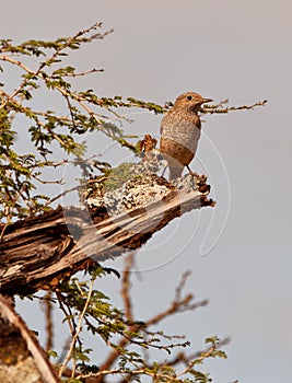 A female Common Rock Thrush