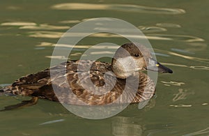 A female Common Scoter, Melanitta nigra, swimming on a pond at Arundel wetland wildlife reserve.